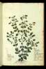  Fol. 295 

D
G
B
B
D
Pulegium Syl:
Dictamnum Creticum
Dorcidium, vel Dorcis
Muscilium
Artemidion
Dictamum
Pulegium Cervinum
Zinziber hortense
Eldia Apul:
Mescatremphir, Magara Bacheiti
Angem Araba sive Bari
Caesaberi, Caazabaca
Caezaberi et Caazabez